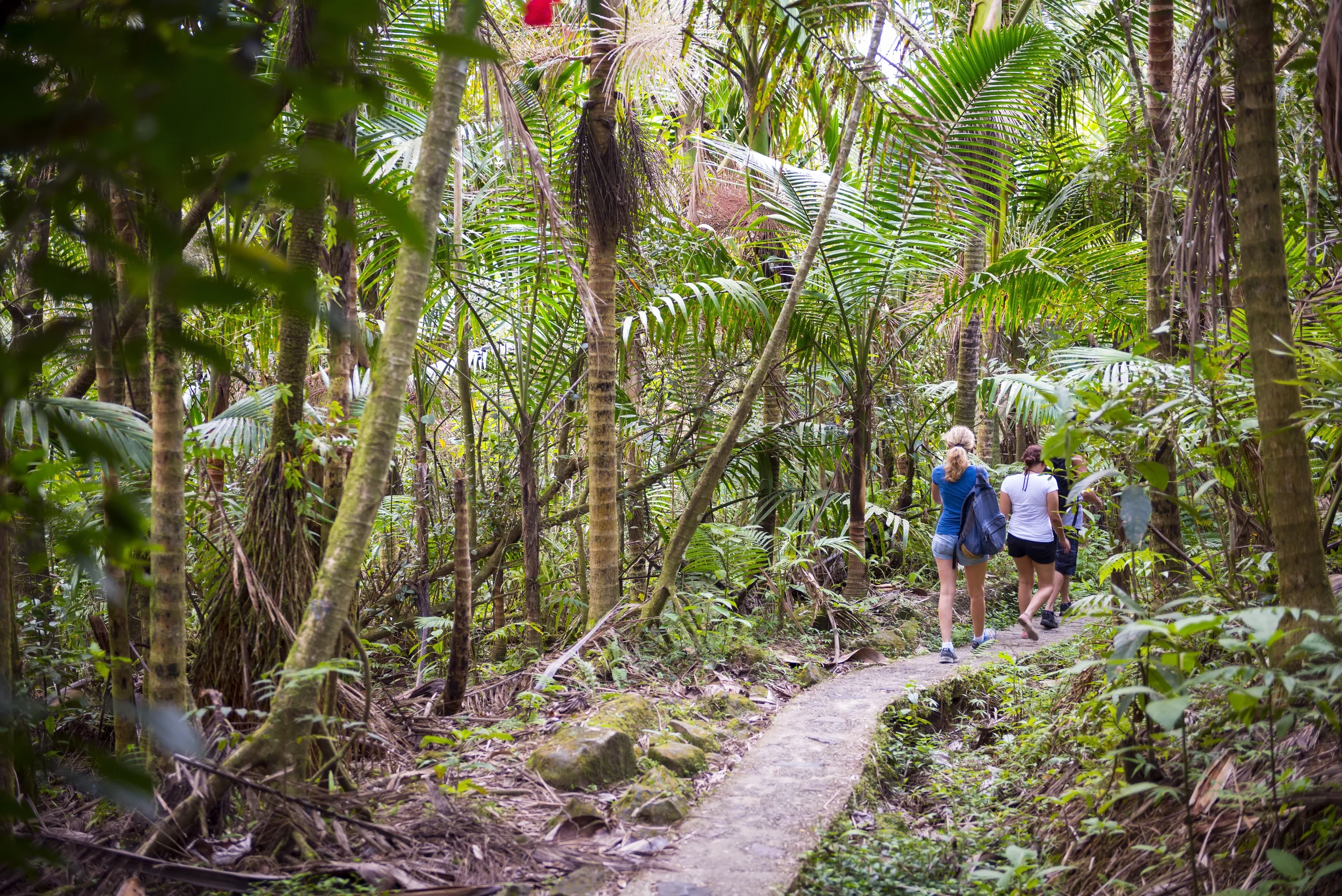Some of the Best Hikes in Puerto Rico